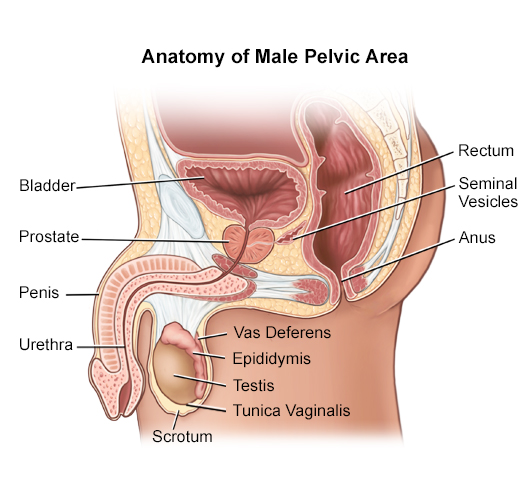 The Anantomy of the Male Pelvis Area