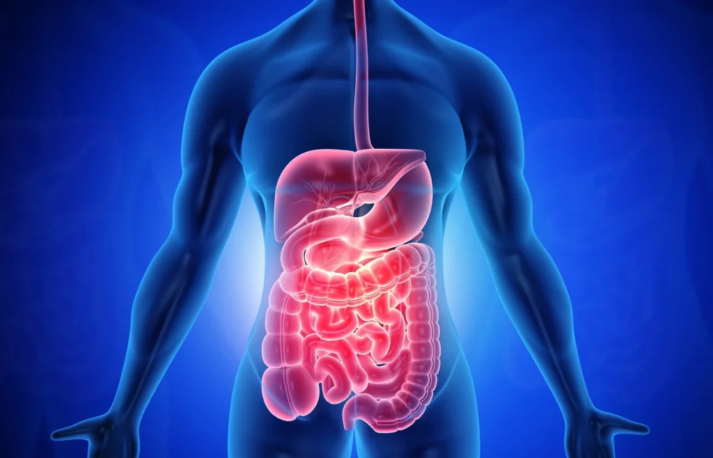 Gut