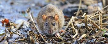 Lassa Fever