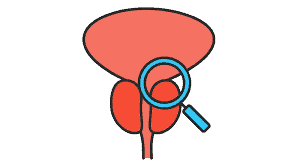 prostate